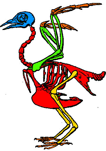 skelet van een duif