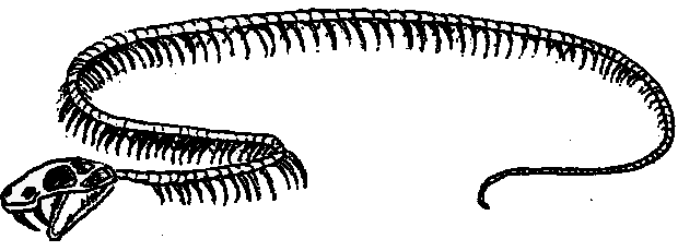 skelet van een slang
