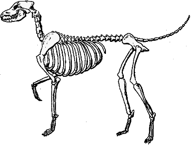 skelet van een hond