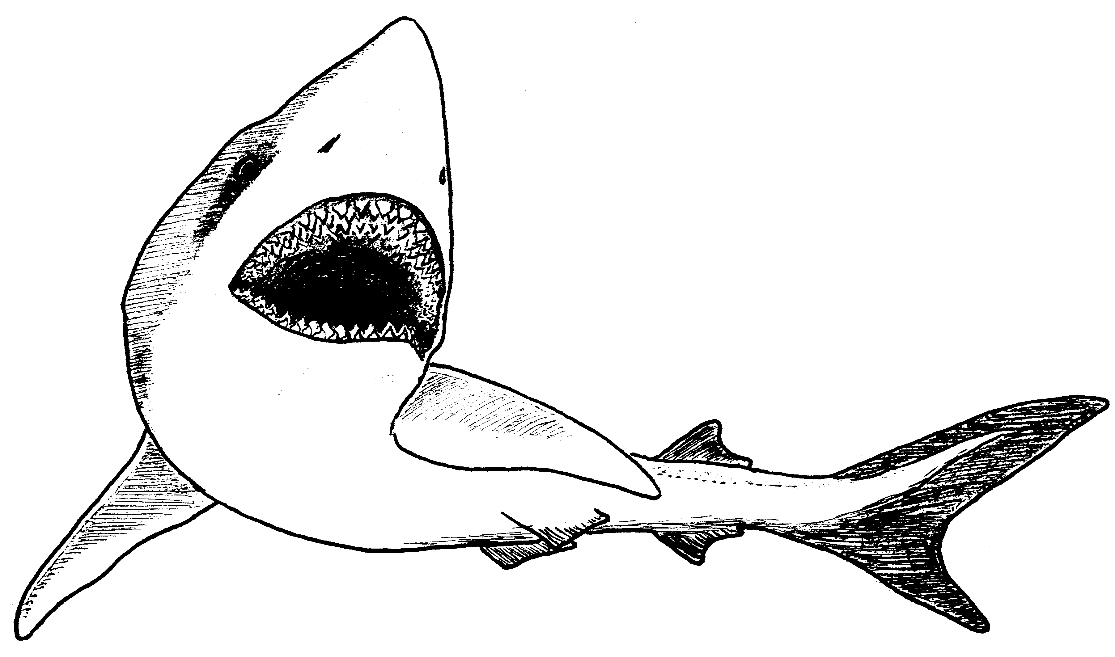 witte haai