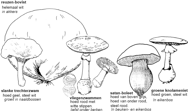 verschillende paddenstoelen